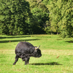 Horse standing in a field