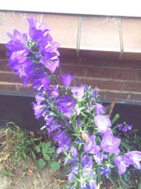 Close-up of purple flowers blooming outdoors