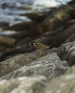 Close-up of bird perching on rock