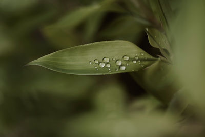 plant