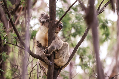 Low angle view of monkey on tree
