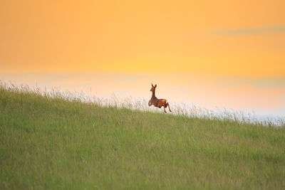 Horse on field against sky during sunset