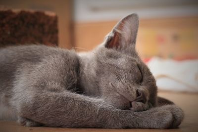 Close-up of cat sleeping