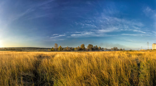 Scenic view of field against sky