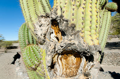 Close-up of caterpillar on tree trunk