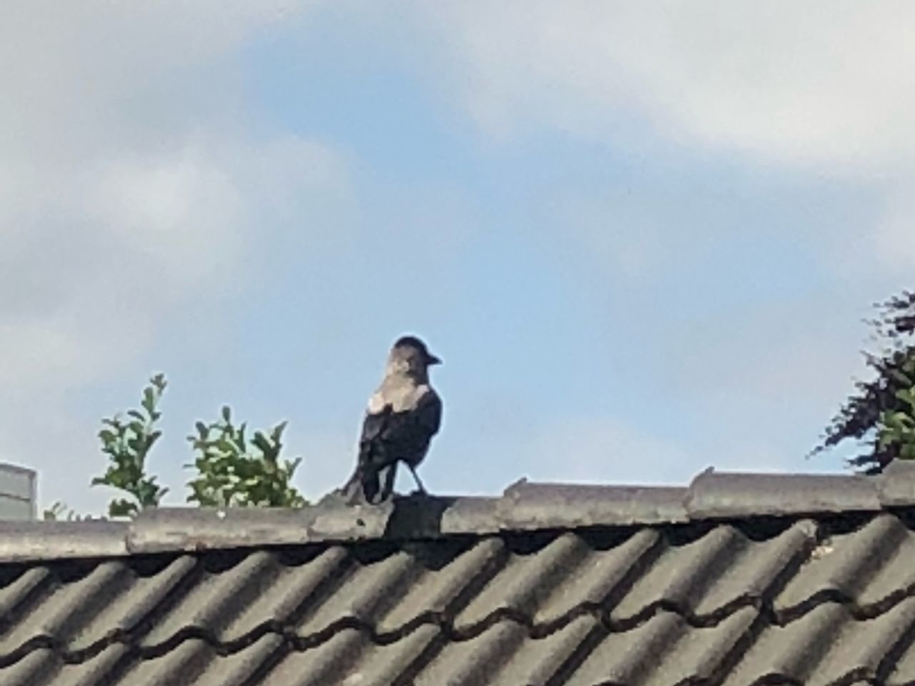 BIRD PERCHING ON ROOF AGAINST SKY