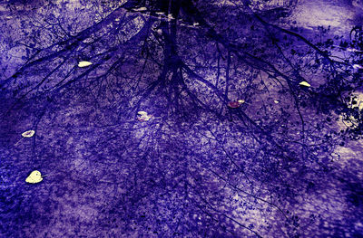 Full frame shot of purple flowering plant