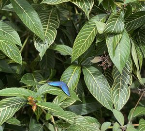 Close-up of plant