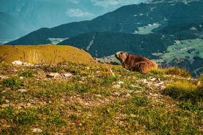 A marmot in the dolomites, italy.