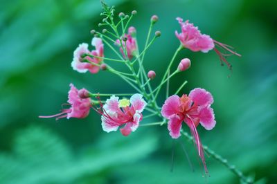 Close-up of pink flowers