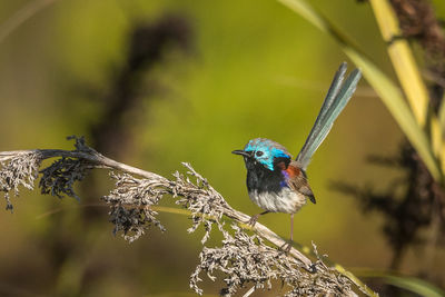 Close-up of bird perching on branch