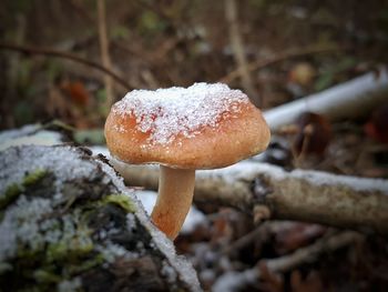 Close-up of fly agaric mushroom