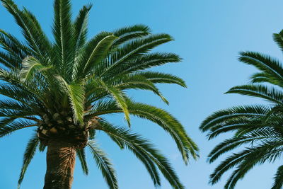 Low angle view of palm trees against clear blue sky