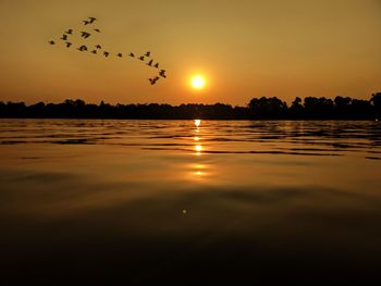 Silhouette birds flying over lake during sunset