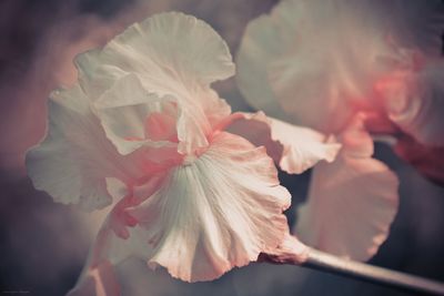 Close-up of pink flower