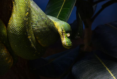 Close-up of lizard on tree