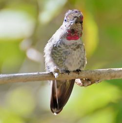 Close-up of bird perching on branch