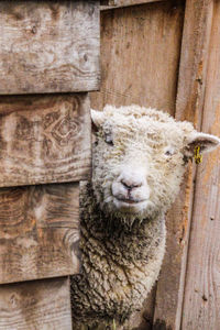 Close-up of sheep