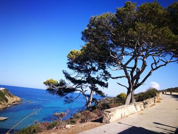 Tree by sea against clear blue sky