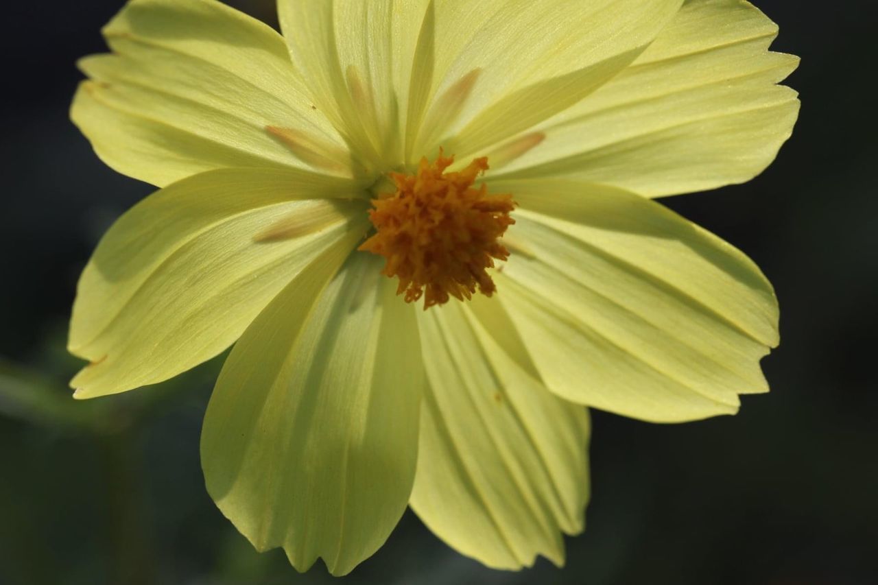 CLOSE-UP OF YELLOW FLOWER