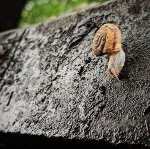 Close-up of lizard on tree trunk