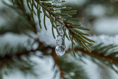 Close-up of ice crystal on plant against blurred background