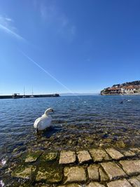 Seagulls on a sea