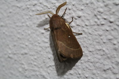 Close-up of butterfly on wall