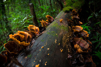 Close-up of mushrooms growing on tree trunk in forest