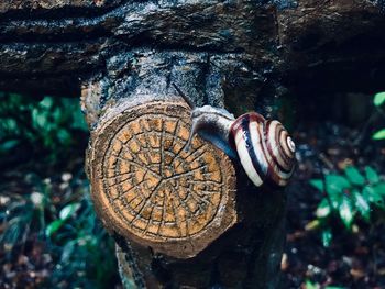 Close-up of an animal representation on tree trunk