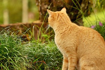 Cat lying on grass