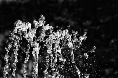 Close-up of wet frozen plant during winter