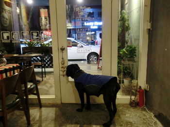 Man with horse in city