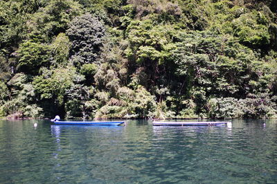 Scenic view of lake in forest