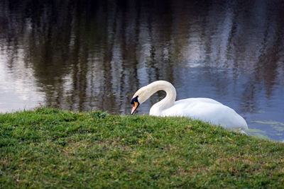 Swan swimming in a water