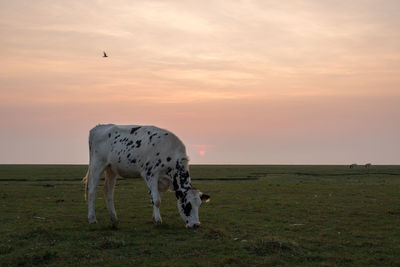 View of horse on field during sunset