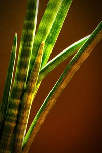 Close-up of fresh green plant