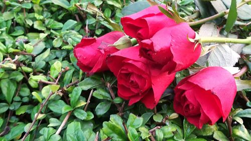 Close-up of pink rose plant