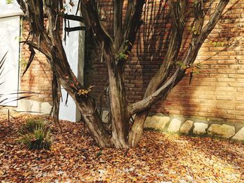 Tree trunk during autumn