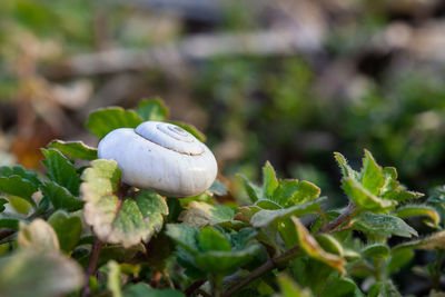 Close-up of shells on plant