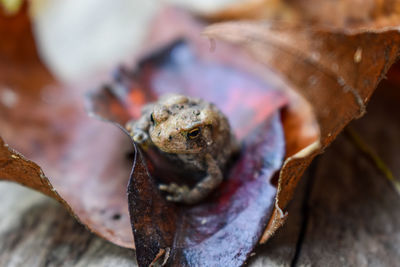 Close-up of dry leaf on wood