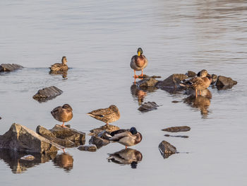 High angle view of ducks swimming in lake