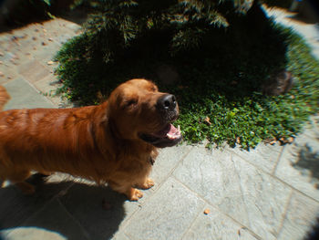 High angle view of dog on footpath