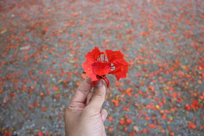 Close-up of hand holding red maple leaf during autumn