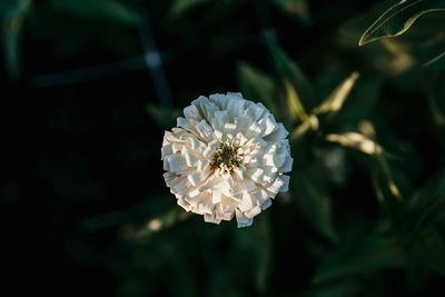 Close-up of white flowering plant