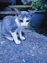 Close-up portrait of cat