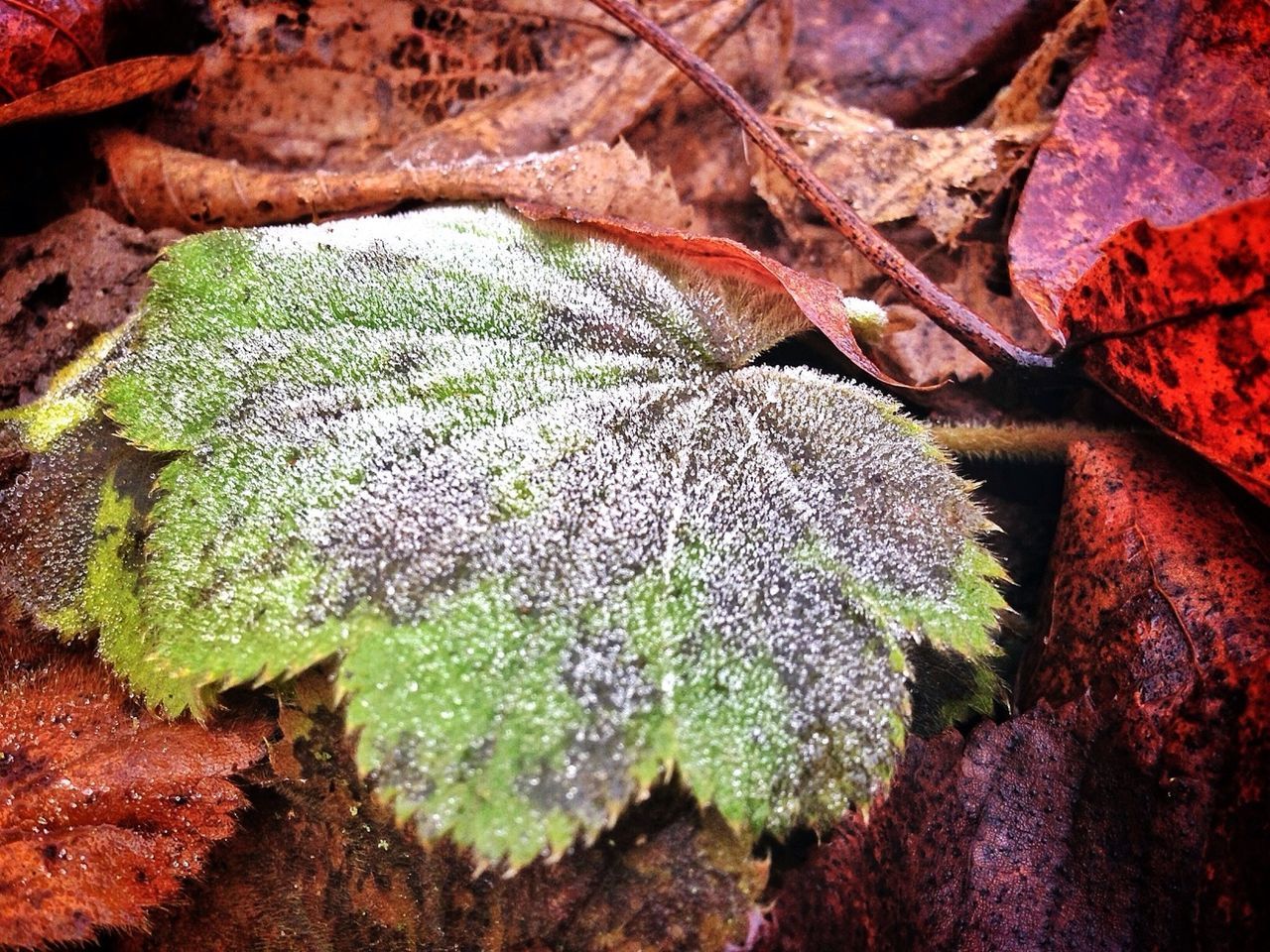 leaf, growth, close-up, nature, green color, leaf vein, high angle view, plant, natural pattern, beauty in nature, fragility, tranquility, growing, season, textured, day, no people, freshness, leaves, outdoors