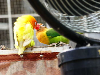 Close-up of bird perching in cage