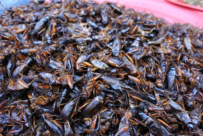 Close-up of fish for sale in market