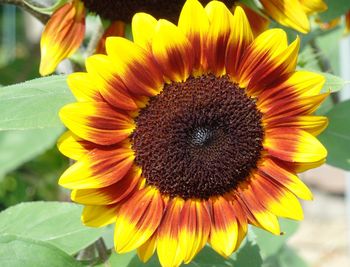 Close-up of sunflower